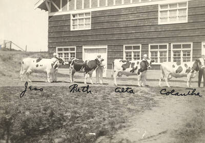 1923 photograph of Dairy Farm and Creamery. Four Holstein cows and their handlers pose in from of building. Hand written notes on the photograph name the cows Jass, Ruth, Aeta, and Colantha.