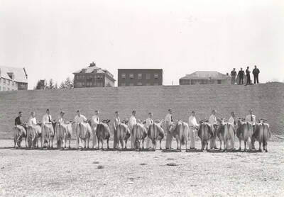 1937 photograph of Dairy Farm and Creamery. A line of students and Jersey cattle facing backward ready for show. Campus buildings in the background.