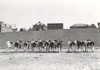 1937 photograph of Dairy Farm and Creamery. A line of students and Holstein cattle facing forward ready for show. Campus buildings in the background.