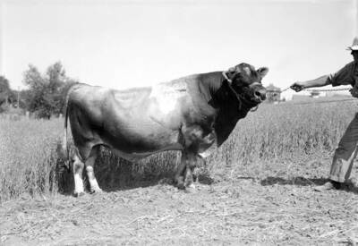 1930 photograph of Dairy Farm and Creamery. A dairy bull being led by a farm hand..