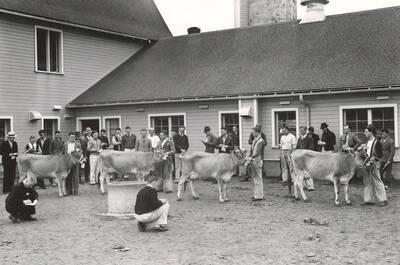 1936 photograph of Dairy Farm and Creamery. Jersey cows are displayed for judging in a dirt enclosure outside a dairy building.