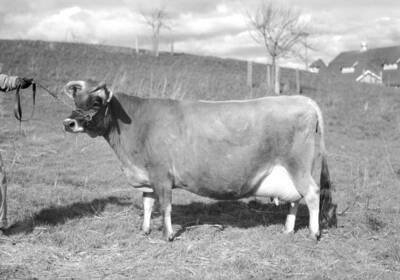1930 photograph of Dairy Farm and Creamery. A jersey cow being led in a field.
