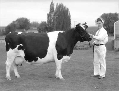 1930 photograph of Dairy Farm and Creamery. A student holding the lead line of a Holstein cow.