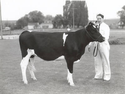 1930 photograph of Dairy Farm and Creamery. A student poses with a Holstein cow in a grassy field.