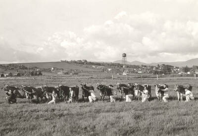 1937 photograph of Dairy Farm and Creamery. Students show Jersey cows in a grassy field. I Tower is visible in the background.