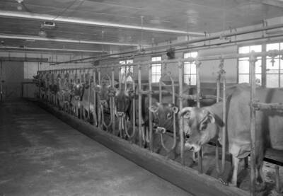 1936-05-22 photograph of Dairy Farm and Creamery.