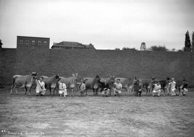 1939 photograph of Dairy Farm and Creamery. Students displaying Jersey cows.