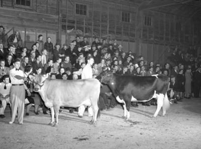 1940 photograph of Dairy Farm and Creamery. Two grand champion dairy cows.