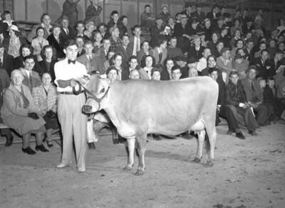 1940 photograph of Dairy Farm and Creamery. Champion Jersey cow.