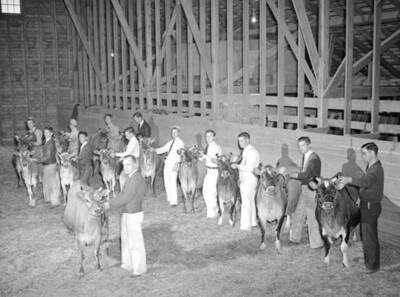 1941 photograph of Dairy Farm and Creamery. Jersey cows being judged in a barn.