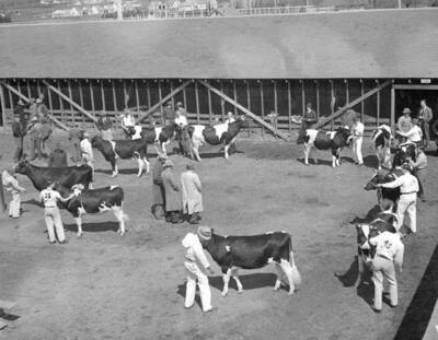 1943 photograph of Dairy Farm and Creamery. Cattle being judged in outside a barn.