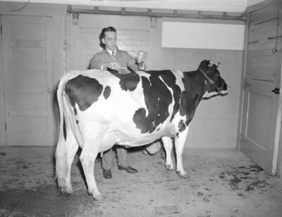 1945 photograph of Dairy Farm and Creamery. A Holstein cow being groomed for a show.