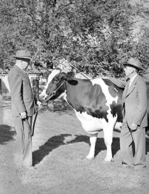 1945 photograph of Dairy Farm and Creamery. A holstein cow, Dean Iddings and an unidentified person.