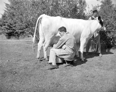 1945 photograph of Dairy Farm and Creamery. A student milking a cow.