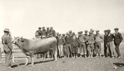 1932 photograph of Dairy Farm and Creamery. Cattle class studies a single cow in an enclosure.