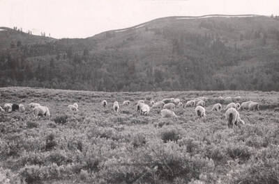 1936-06-10 photograph of University Farm. Sheep grazing in a field.