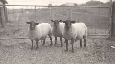 1936 photograph of University Farm. Three shep in an enclosure.