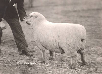 1936 photograph of University Farm. A man holds the head of a sheep.