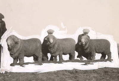 1936 photograph of TUniversity Farm. Three men pose with three sheep in a field. The men and sheep are outlined in the photograph with white paint.