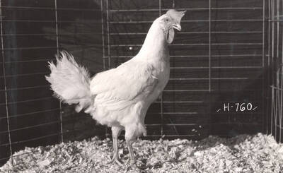 1936 photograph of University Farms. A chicken stands in a cage.