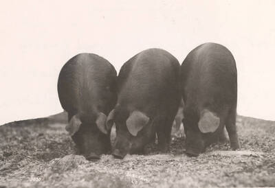 1936 photograph of University Farms. Three pigs rut on the ground.