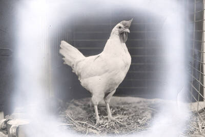 1936 photograph of University Farms. A chicken stands in a cage.