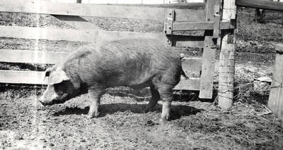 1935 photograph of University Farms. A pig in a pigsty.