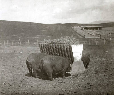 1935 photograph of University Farms. Three pigs feed at a trough.