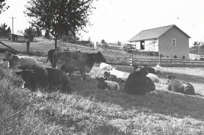 1935 photograph of University Farms. Cattle lying on the ground in a field.