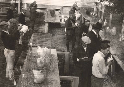 1922 photograph of University Farm. Students participate in a poultry judging contest.