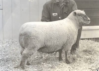 1935 photograph of University Farms. A sheep being judged.
