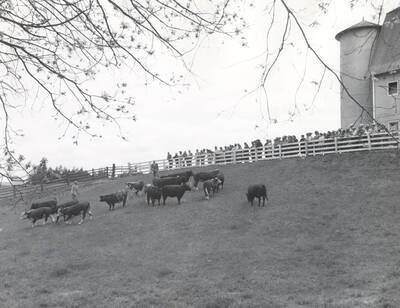 1935 photograph of University Farms. Cattle grazing in a grassy field. Observers in front of a barn in the background.
