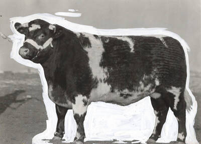 1935 photograph of University Farms white paint on photograph. A Holstein bull in an outdoor enclosure.