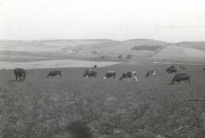 1935 photograph of University Farms. Cattle grazing in a grassy field.