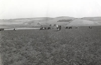 1935 photograph of University Farms. Cattle grazing in a grassy field.