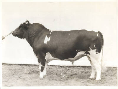 1935 photograph of University Farms. A Holstein bull standing in front of a wall.