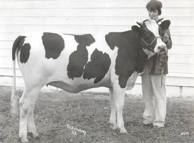 1935 photograph of University Farms. A student holds a Holstein cow in front of a wall.