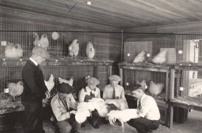 1922 photograph of University Farm. Students judge live chickens during class.