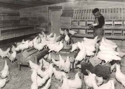 1922 photograph of University Farm. Chickens and a student inside of a poultry house.