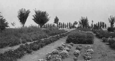 1925 photograph of Plant Sciences. Horticulture grounds with low plants and trees. Donor: W.C. Edmundsen.