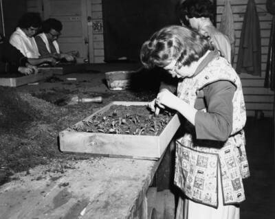 1961 photograph of Plant Sciences. Students examine trays of flower seedlings. Donor: Photo Center.