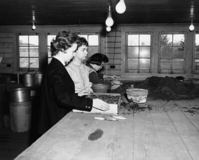 1961 photograph of Plant Sciences. Students examine trays of flower seedlings. Donor: Photo Center.