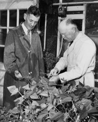1952 photograph of Plant Sciences. Charles W. Hungerford and J. M. Raeder examine the leaves on a plant. Donor: Publications Dept.