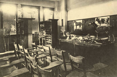 1906 photograph of Zoology building. View of the classroom with animal skeletons inside.