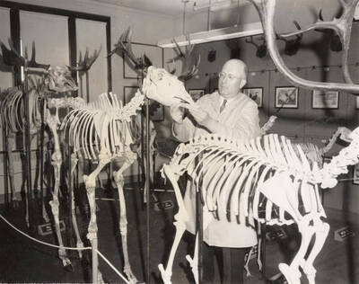 1952 photograph of Zoology building. View of Professor with wildlife skeletons.
