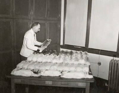 1950 photograph of Zoology building. Professor works with snowshoe rabbit specimens.