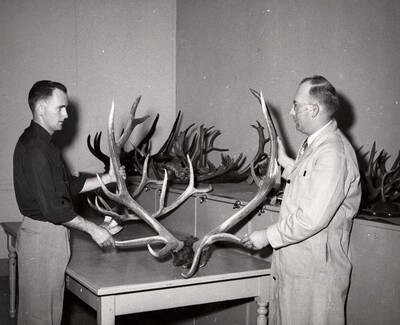 1952 photograph of Zoology building. Professor and student check out the different antlers.