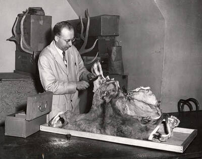 1951 photograph of Zoology building. Professor prepares sheep skin of the collection.