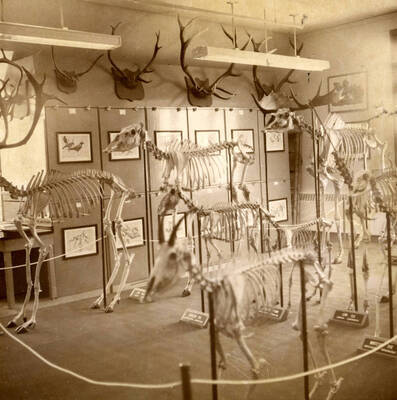 1932 photograph of Zoology building. View of displays images of antlers and skeletons.