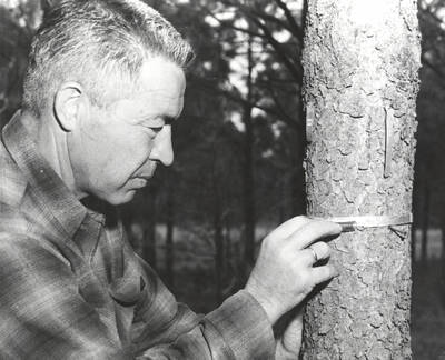 1962 photograph of College of Forestry. Frank Pitkin, nursery superintendent, examines a tree. Donor: Publications Dept.